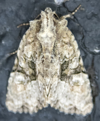 Oligia modica