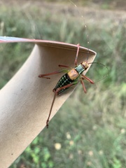 Barbitistes constrictus