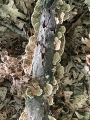 Trametes versicolor