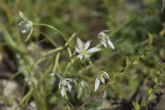 Ornithogalum