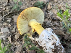 Amanita caesarea