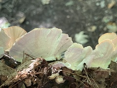 Trametes versicolor