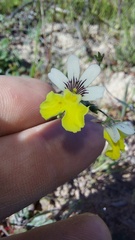 Nemesia affinis