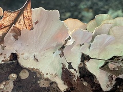 Trametes versicolor