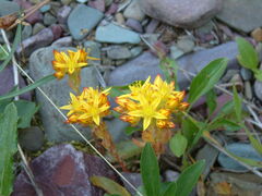 Sedum stenopetalum