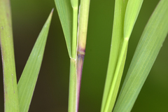Muhlenbergia mexicana