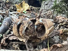 Geastrum triplex
