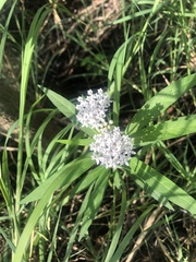 Asclepias perennis