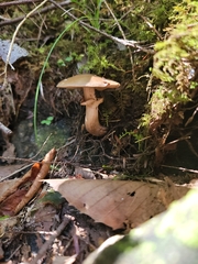 Cyclocybe erebia