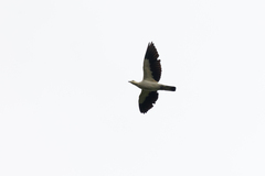 Ducula bicolor
