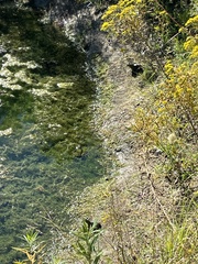 Lithobates catesbeianus