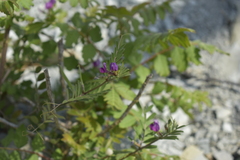 Vicia sativa