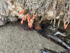 Ectopleura marina