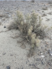Cylindropuntia ramosissima