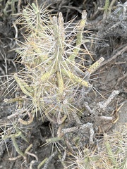 Cylindropuntia ramosissima