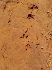 Dasypus novemcinctus