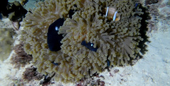 Amphiprion chrysopterus