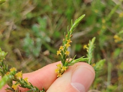 Struthiola ciliata