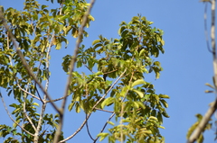 Thraupis palmarum