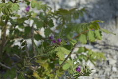 Vicia sativa