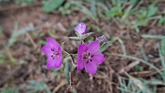 Erodium acaule