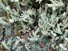 Cladonia digitata