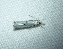 Microcrambus biguttellus