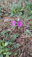 Erodium acaule
