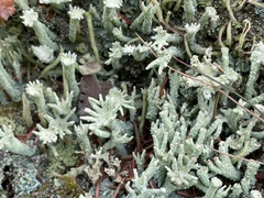Cladonia digitata