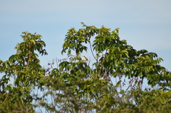 Pitangus sulphuratus