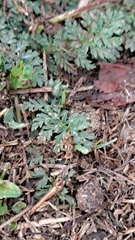 Erodium acaule