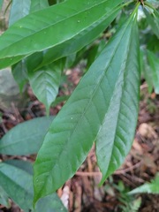 Lithocarpus brevicaudatus