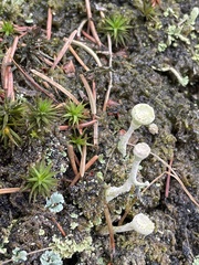 Cladonia digitata