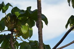 Melanerpes rubricapillus