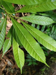 Lithocarpus brevicaudatus