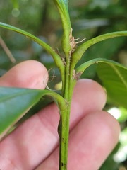 Lithocarpus brevicaudatus