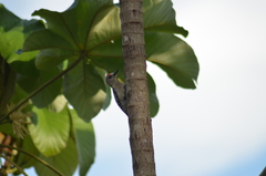 Melanerpes rubricapillus