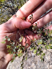 Larrea cuneifolia