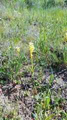 Lachenalia pallida