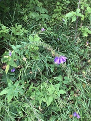 Campanula glomerata