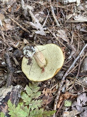 Hemileccinum rubropunctum