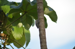 Melanerpes rubricapillus