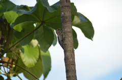Melanerpes rubricapillus