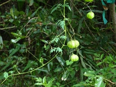 Cardiospermum halicacabum