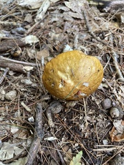 Hemileccinum rubropunctum