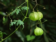 Cardiospermum halicacabum