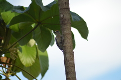 Melanerpes rubricapillus