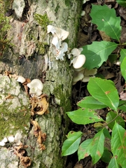 Pleurotus pulmonarius