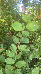Ulmus