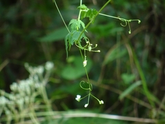 Cardiospermum halicacabum